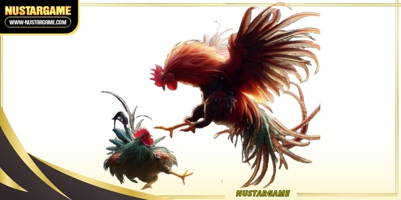 c1-cockfighting-ava