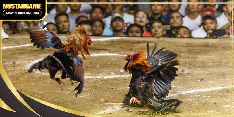 Elite avian athletes must undergo rigorous physical testing before entering