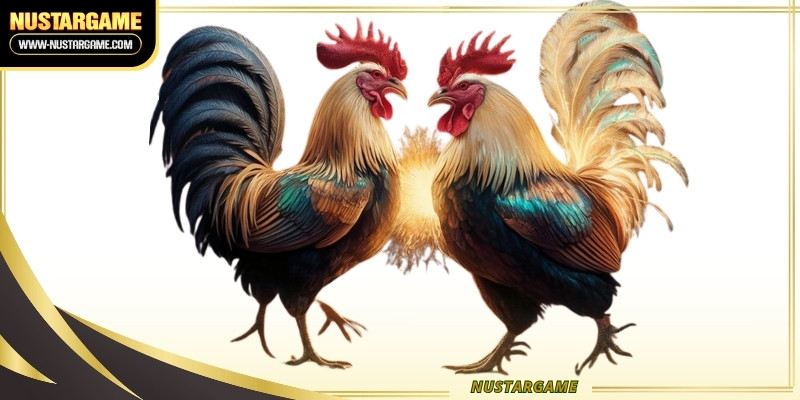 c2-cockfighting-ava
