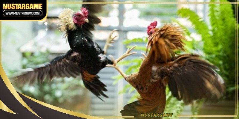 Roosters in this category often display incredible energy and combat techniques