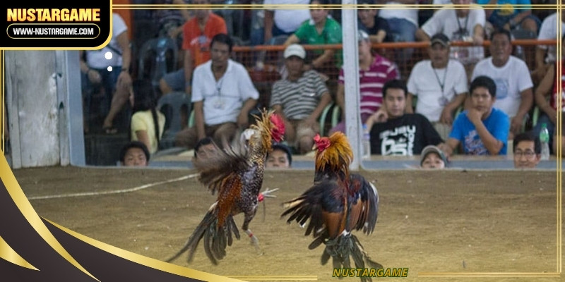 cockfighting-betting-tips-ava