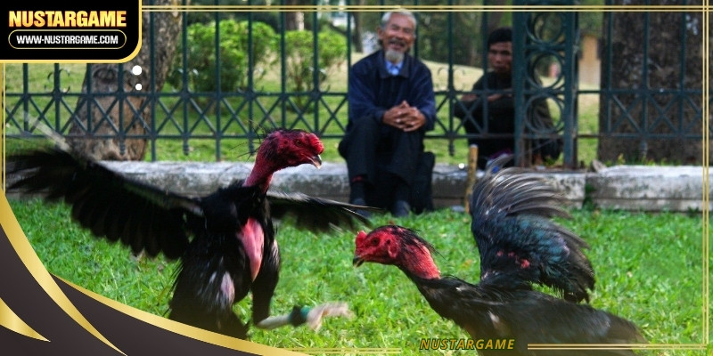 Analyze the visual health indicators of every bird before placing initial wagers