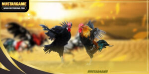 cockfighting-online-ava