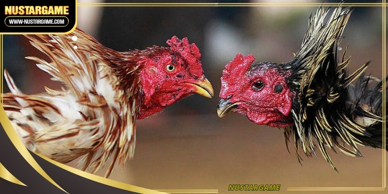 Experience live action from the most prestigious international cockfighting
