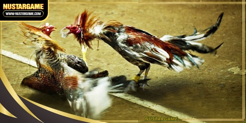 Learn how to analyze bird performance to improve your betting success rates