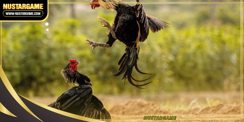 Experience high definition streams of live avian battles from global arenas